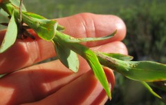 Osteospermum corymbosum