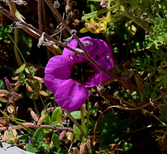 Geranium subcaulescens