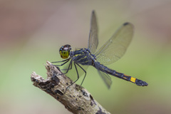 Agrionoptera sexlineata