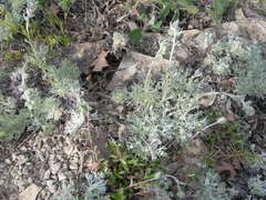 Artemisia alpina