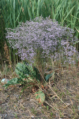 Limonium platyphyllum