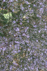 Limonium platyphyllum
