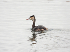 Podiceps cristatus