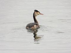 Podiceps cristatus