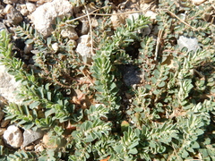 Euphorbia stictospora