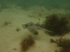 Trygonoptera personata