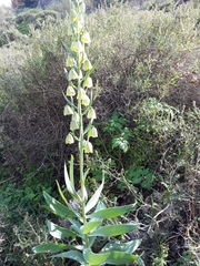 Fritillaria persica