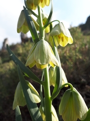 Fritillaria persica