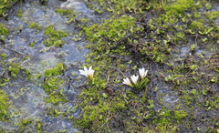 Ipheion (Tristagma)