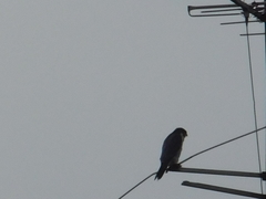 Falco peregrinus