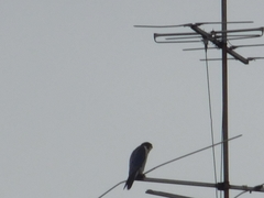 Falco peregrinus
