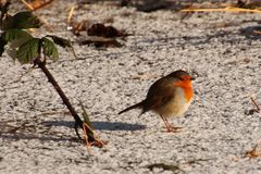 Erithacus rubecula