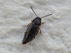 Tachinus marginellus