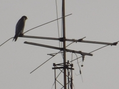 Falco peregrinus