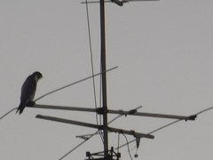 Falco peregrinus