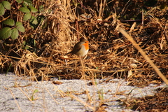 Erithacus rubecula