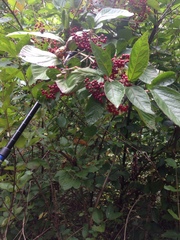 Viburnaceae