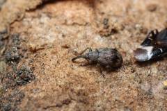 Trichopterapion semisericeum