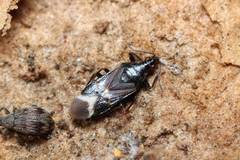 Anthocoris japonicus