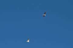 Chroicocephalus ridibundus