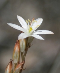 Ornithogalum juncifolium