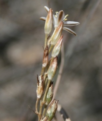 Ornithogalum juncifolium