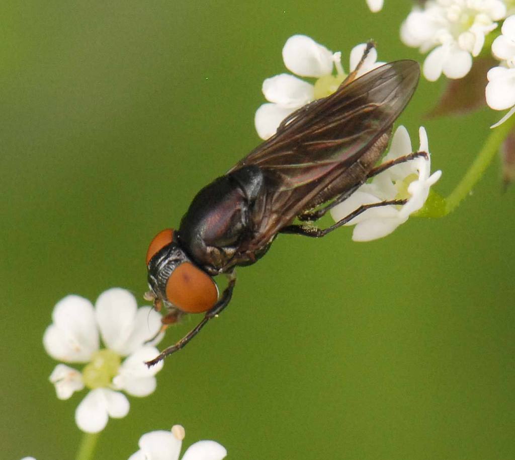 Dark-winged Chrysogaster, photo 1 of 10