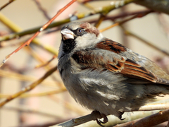 Passer domesticus