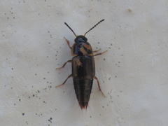 Tachinus marginellus
