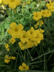 Oxalis pes-caprae