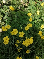 Oxalis pes-caprae