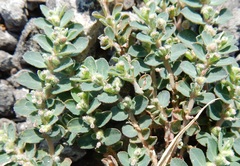Euphorbia stictospora