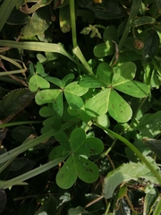 Oxalis pes-caprae