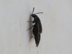 Tachinus marginellus