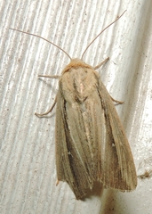 Leucania stenographa