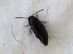 Tachinus marginellus