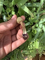 Aristolochia robertii