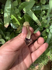 Aristolochia robertii