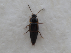 Tachinus marginellus