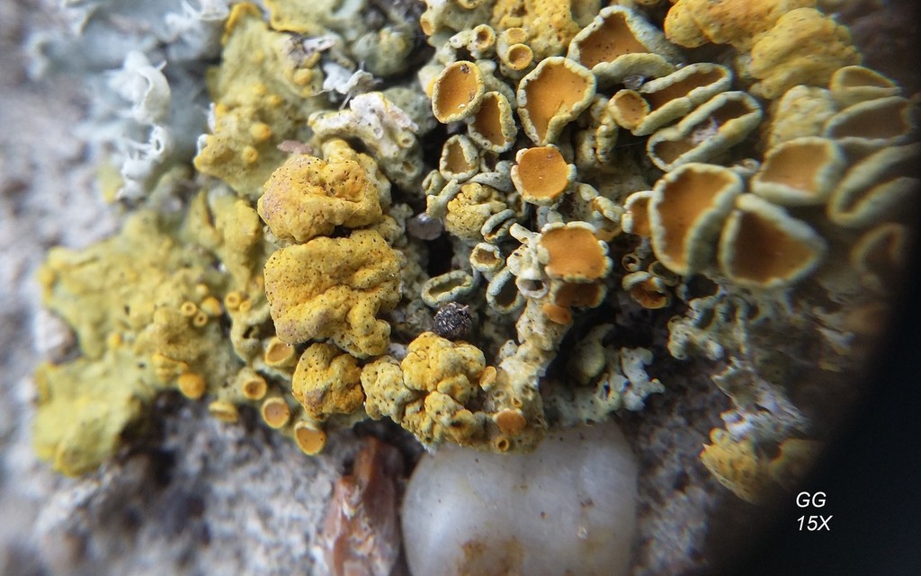 Telogalla