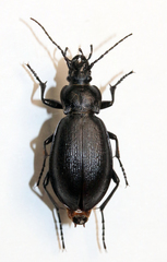 Carabus henningi
