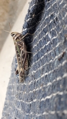 Rhammatocerus pictus