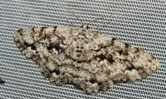 Hypomecis externaria