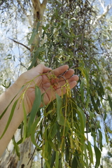 Amyema miquelii