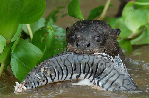 Giant Otter, Mato Grosso, BR, photo 7 of 10