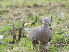 Streptopelia decaocto
