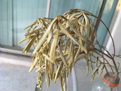 Tournefortia gnaphalodes