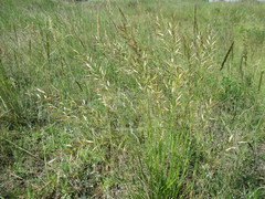 Helictochloa hookeri schelliana
