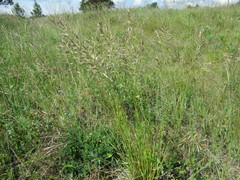 Helictochloa hookeri schelliana