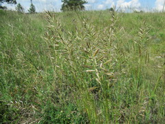 Helictochloa hookeri schelliana